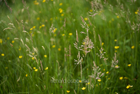 V17D7  Wild Grasses and Buttercups