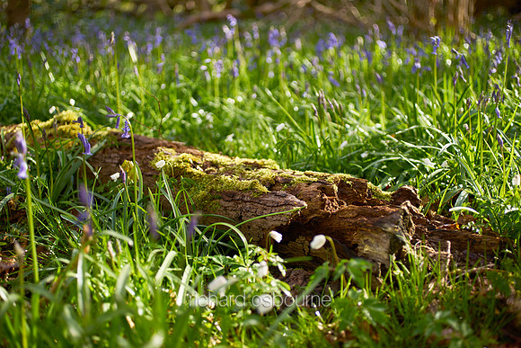 V10D29  Decaying Wood and Bluebells, Spring, UK
