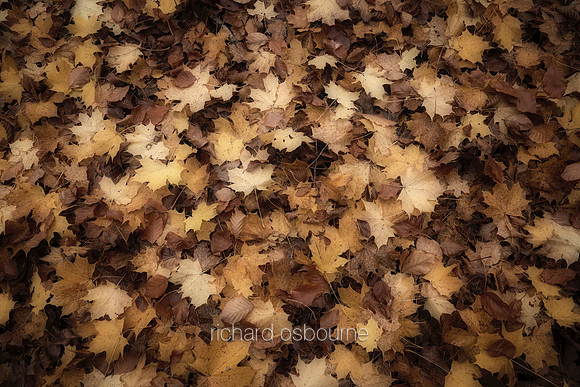 V16D1  Autumn Sycamore Leaves