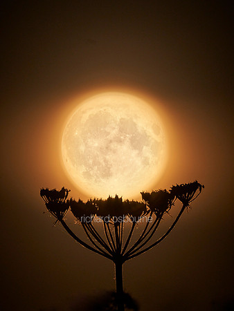 V17D1  Midsummer Full Moon and Cow Parsley
