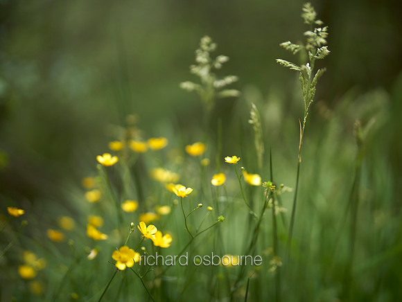 V17D6  Wild Grasses and Buttercups