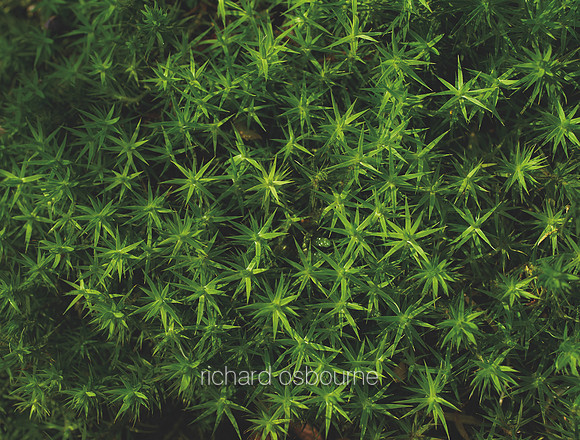 V14T145  Sphagnum Moss