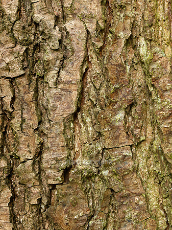 V8D6  Alder Bark
