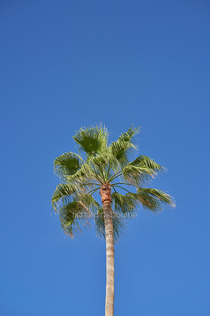 V18D2  Canarian Palm Tree, Tenerife, Spain
