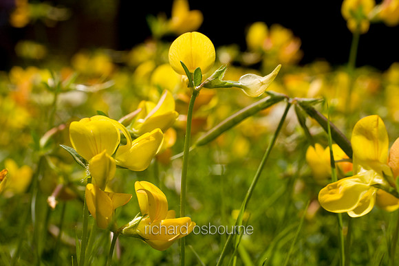V4W1 Birds Foot Trefoil