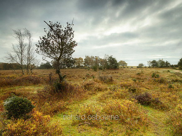 V16L15  Whitefield Moor, New Forest, UK