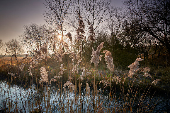 V15L5  Wheatfen - Ted Ellis Nature Reserve, Norfolk, UK