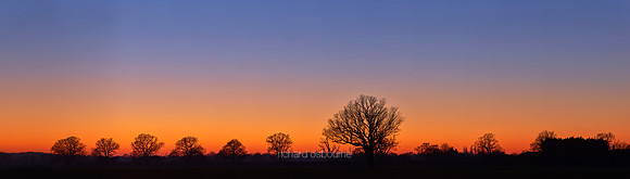 P5L36  Winter Tree Silhouettes