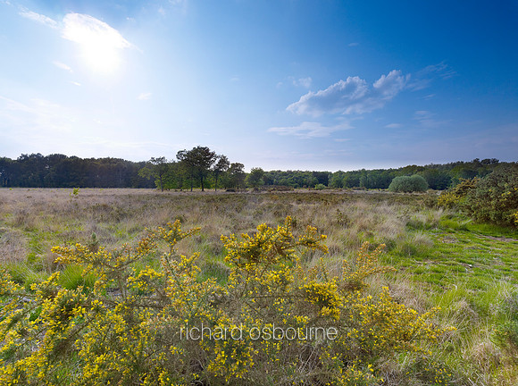 V6N33  NWT East Winch Common, Norfolk, UK