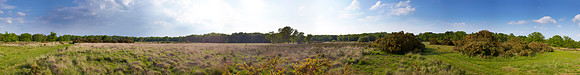 P3L16  NWT East Winch Common, Norfolk, UK
