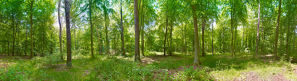P3F53  Summer Beeches, Thetford Forest, Norfolk, UK