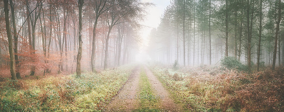 P5F31  Winter, Thetford Forest, UK