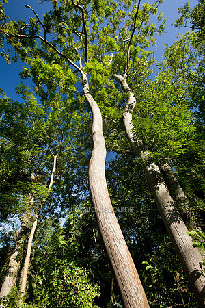 V5MT6  Upton Broad and Marshes, Norfolk Broads, UK