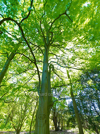 V6F25  Spring Beech Tree, NWT Thursford Wood, Norfolk, UK
