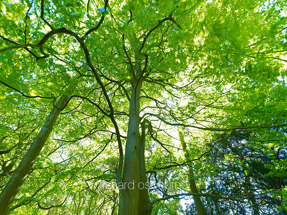 V6F26  Spring Beech Tree, NWT Thursford Wood, Norfolk, UK