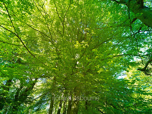 V6F27  Spring Beech Tree, NWT Thursford Wood, Norfolk, UK