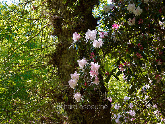 V6F28  Rhododendrons, NWT Thursford Wood, Norfolk, UK