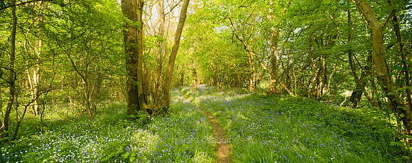 P2F16  NWT Foxley Wood, Norfolk, UK