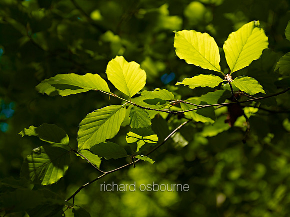 V6D59  Spring Beech Leaves, NWT Thursford Wood, Norfolk, UK