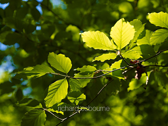 V6D60  Spring Beech Leaves, NWT Thursford Wood, Norfolk, UK