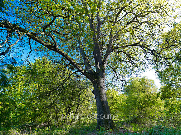 V6F29  Spring Oak Tree, NWT Thursford Wood, Norfolk, UK