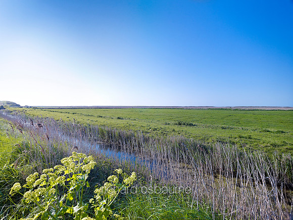 V6N36  Salthouse Marshes, Norfolk, UK