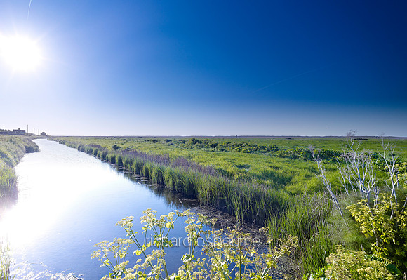 V6N37  Salthouse Marshes, Norfolk, UK