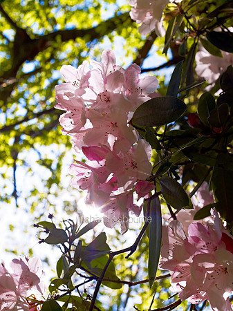 V6W12  Rhododendrons, NWT Thursford Wood, Norfolk, UK