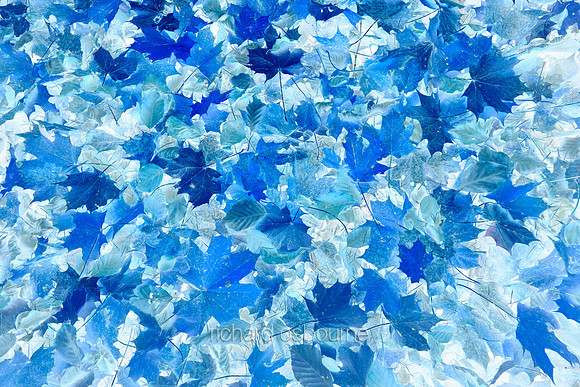 V16A2  Abstract Leaves