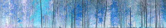 V16A1  Abstract Forest