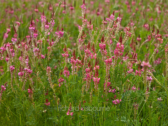 Sainfoin, Norfolk, UK