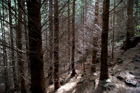 V2S1 Forestry, Comrie, Perthshire