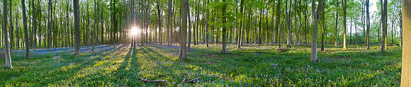P3F21  Bluebells, Micheldever Wood, Hampshire, UK