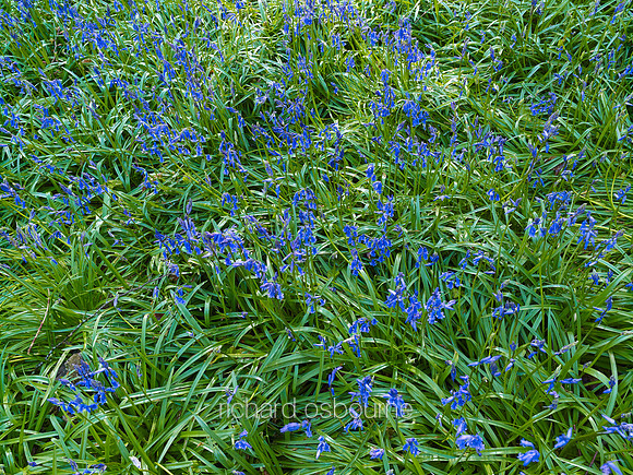 V7W1  Bluebells, Micheldever Wood, Hampshire, UK