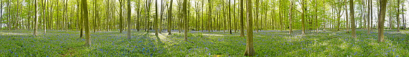 P3F22  Bluebells, Micheldever Wood, Hampshire, UK
