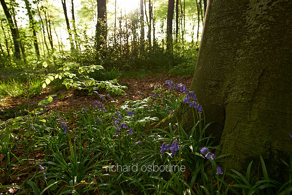 V7W2  Bluebells, Micheldever Wood, Hampshire, UK