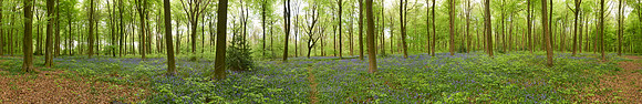 P3F23  Bluebells, Micheldever Wood, Hampshire, UK