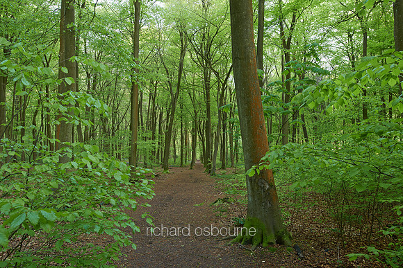 V7F25   Micheldever Wood, Hampshire, UK