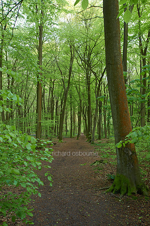 V7F26   Micheldever Wood, Hampshire, UK
