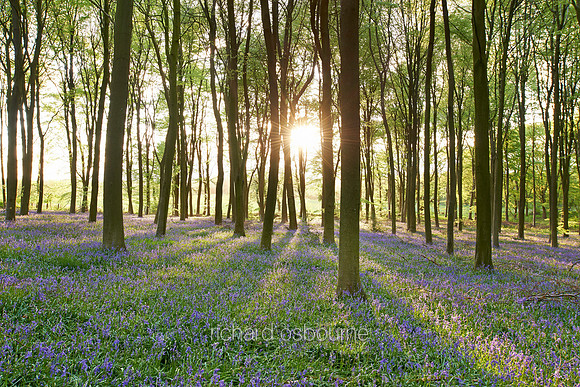 V7F27   Micheldever Wood, Hampshire, UK