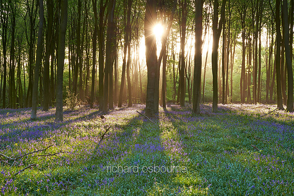 V7F28   Micheldever Wood, Hampshire, UK