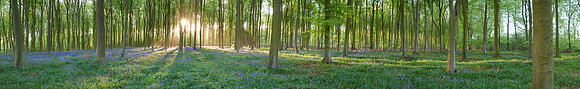 P3F25  Bluebells, Micheldever Wood, Hampshire, UK