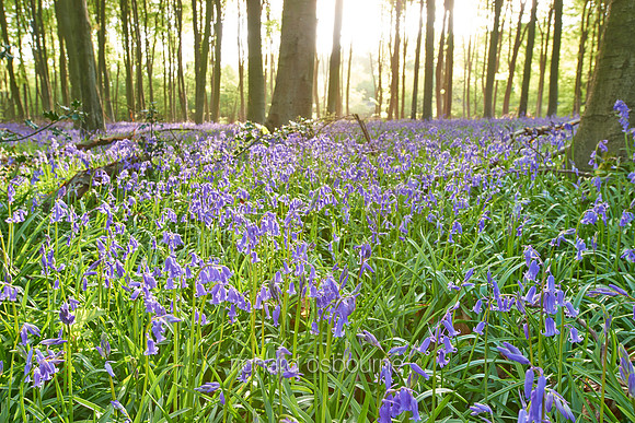 V7W3  Bluebells, Micheldever Wood, Hampshire, UK