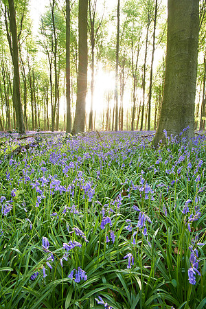 V7W4  Bluebells, Micheldever Wood, Hampshire, UK
