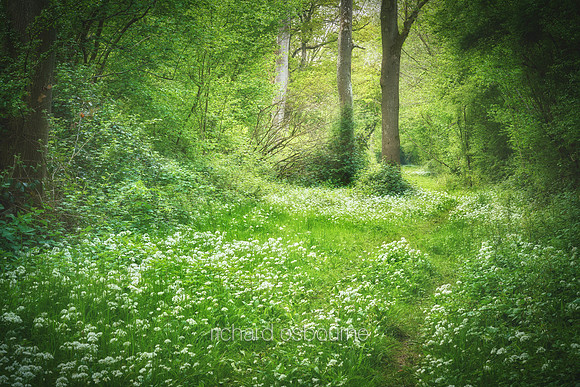 V15F14  Spring, Lower Wood, Ashwellthorpe, Norfolk, UK