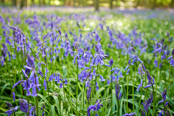 V7W5  Bluebells, Micheldever Wood, Hampshire, UK