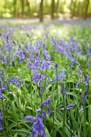 V7W6  Bluebells, Micheldever Wood, Hampshire, UK