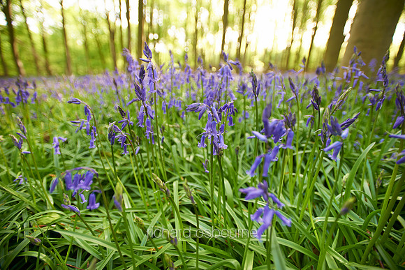 V7W7  Bluebells, Micheldever Wood, Hampshire, UK