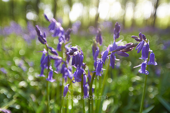 V7W8  Bluebells, Micheldever Wood, Hampshire, UK