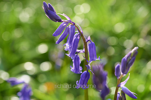 V7W9  Bluebells, Micheldever Wood, Hampshire, UK